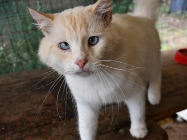 Traumkater Arturo sucht Zuhause