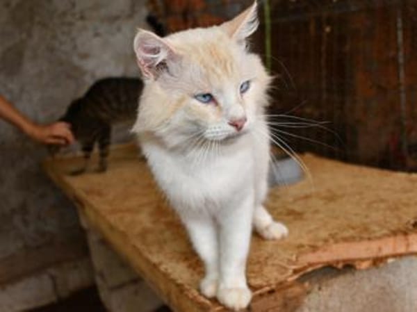 Traumkater Arturo sucht Zuhause