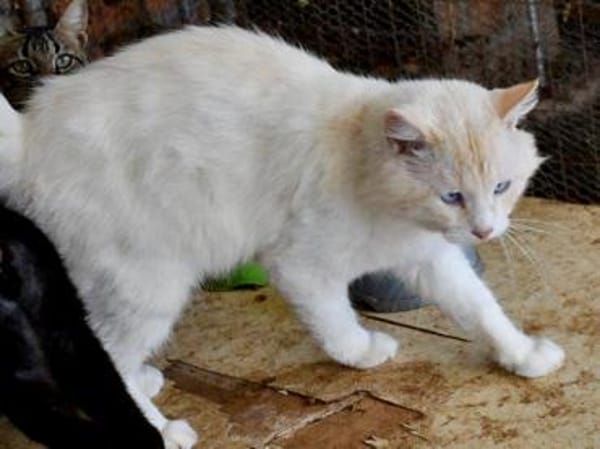 Traumkater Arturo sucht Zuhause