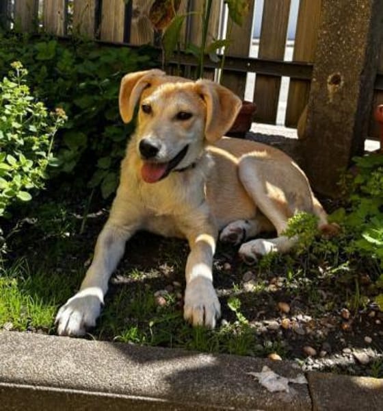 Hundekind sucht Bestplatz