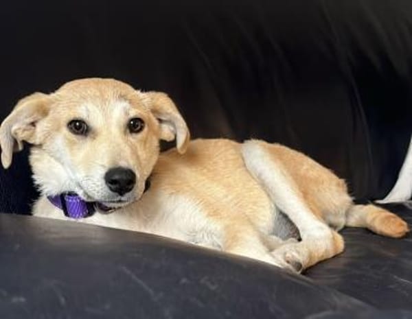 Hundekind sucht Bestplatz