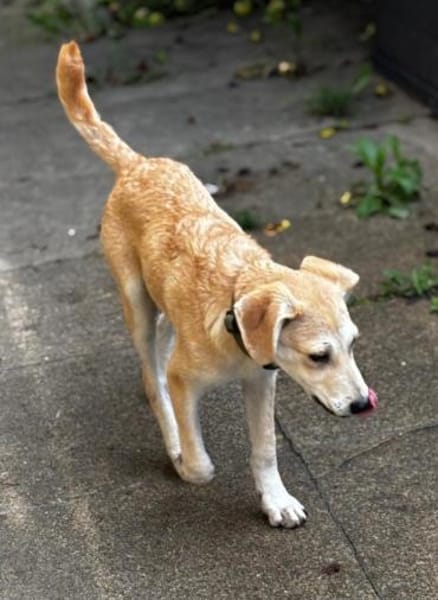 Hundekind sucht Bestplatz
