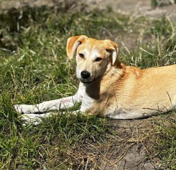 Hundekind sucht Bestplatz