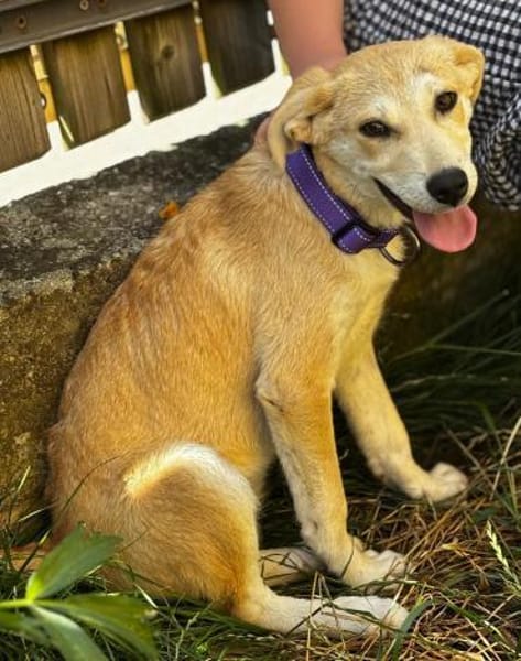 Hundekind sucht Bestplatz