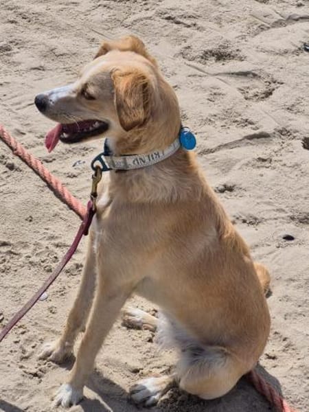 Zara❤ sucht ihr Zuhause