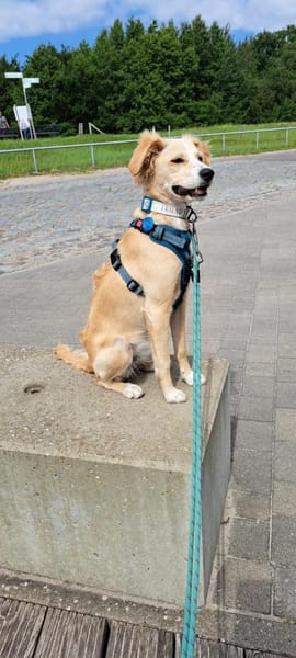 Zara❤ sucht ihr Zuhause