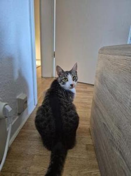 Verschmuste Katze Bibe