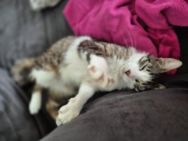 Verschmuste Katze Bibe