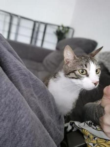 Verschmuste Katze Bibe