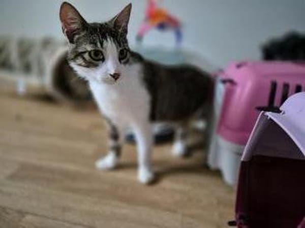 Verschmuste Katze Bibe