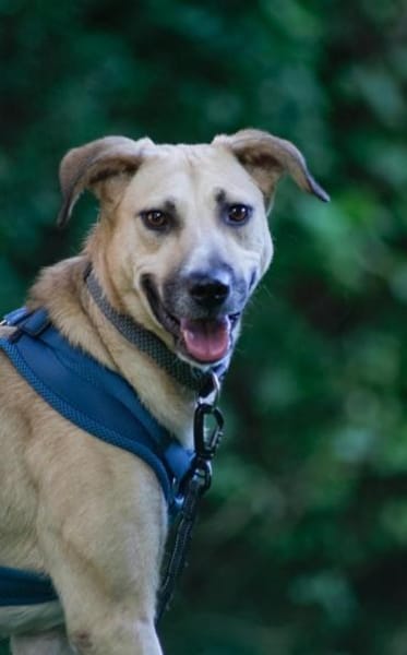 Familienhund sucht ihre Menschen