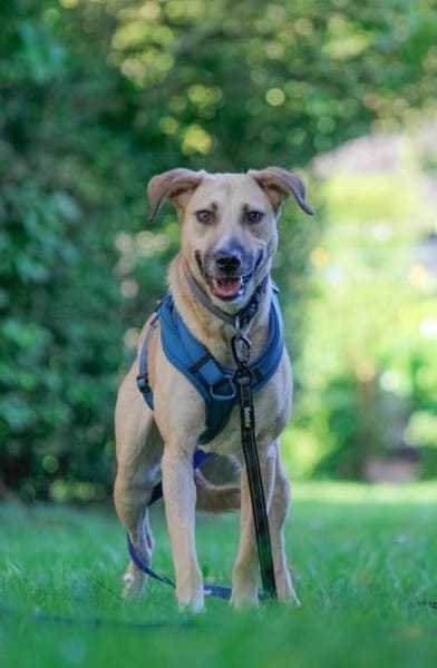 Familienhund sucht ihre Menschen