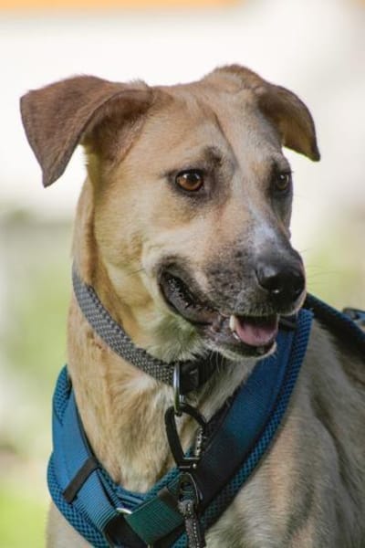 Familienhund sucht ihre Menschen