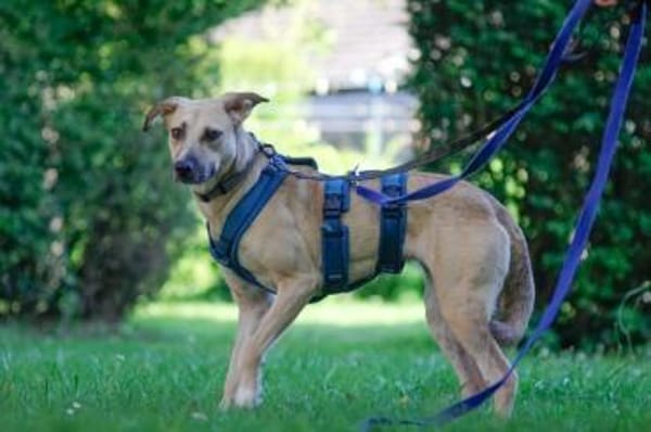 Familienhund sucht ihre Menschen
