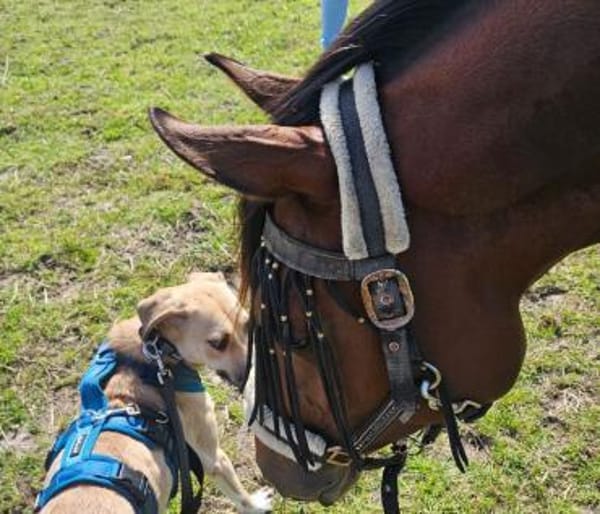 Familienhund sucht ihre Menschen