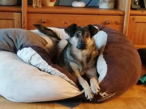 Soziale Hundeoma KATE sucht ♥