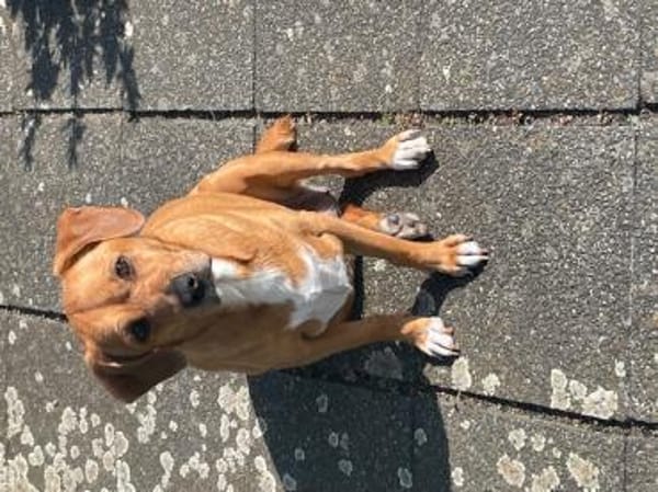 freundliche Hündin sucht Schmuseplatz