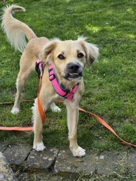 Toller Familienhund sucht ein Zuhause