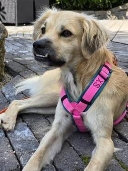 Toller Familienhund sucht ein Zuhause