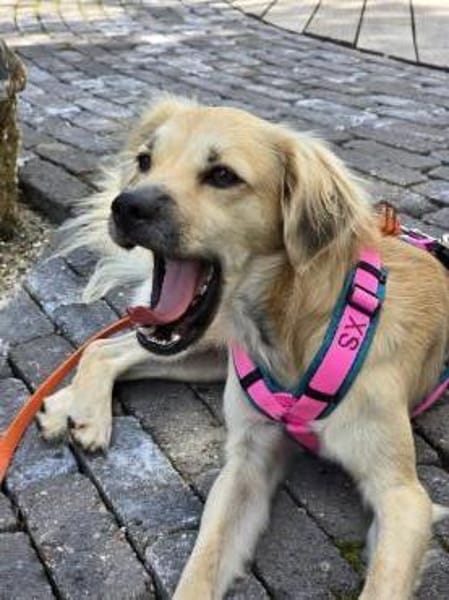 Toller Familienhund sucht ein Zuhause
