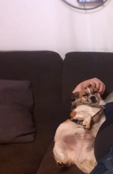 wunderschöne kline Rosi im Mammendorf