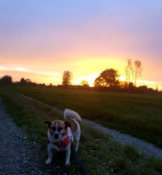 wunderschöne kline Rosi im Mammendorf