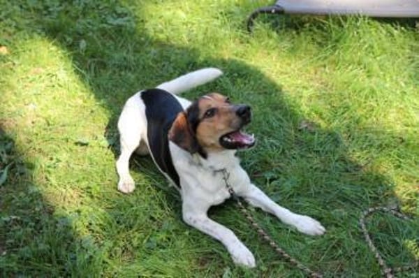 Boji sucht geduldige Besitzer