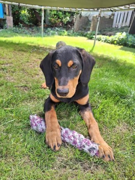 🐾💛  Luxi 🐾💛 sucht sein Zuhause