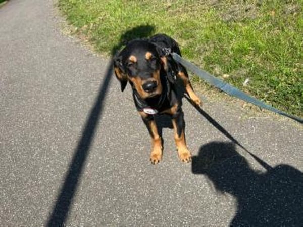 🐾💛  Luxi 🐾💛 sucht sein Zuhause