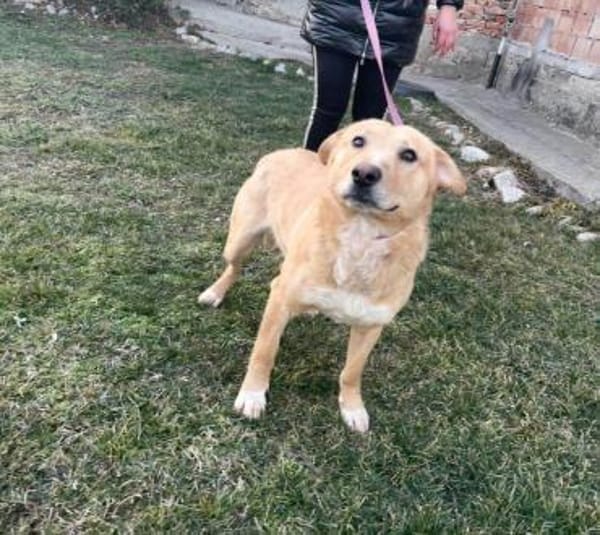Freundlicher Familienhund - Kinderlieb