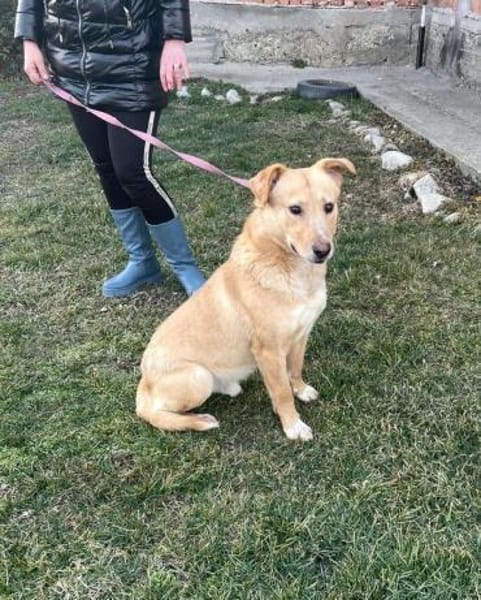 Freundlicher Familienhund - Kinderlieb