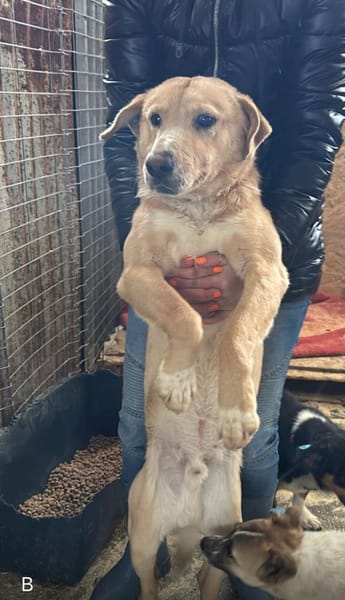 Freundlicher Familienhund - Kinderlieb