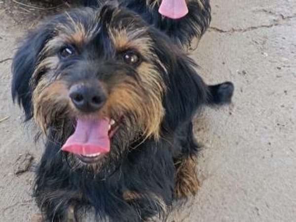 Liebenswerter Zulu sucht Zuhause