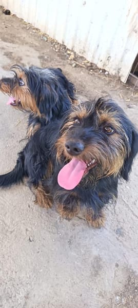 Liebenswerter Zulu sucht Zuhause