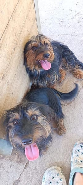 Liebenswerter Zulu sucht Zuhause