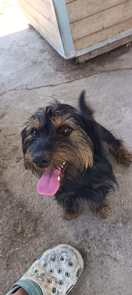 Liebenswerter Zulu sucht Zuhause