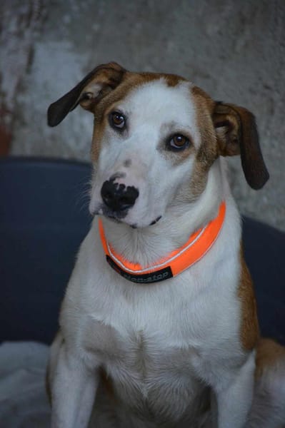 🧡LEWENT - GUCK MAL WIE TOLL ICH BIN!🧡