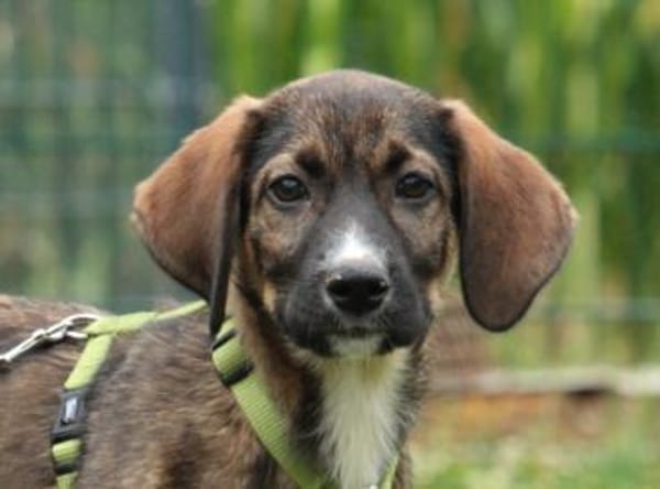 Chiko - auf der Suche nach Geborgenheit
