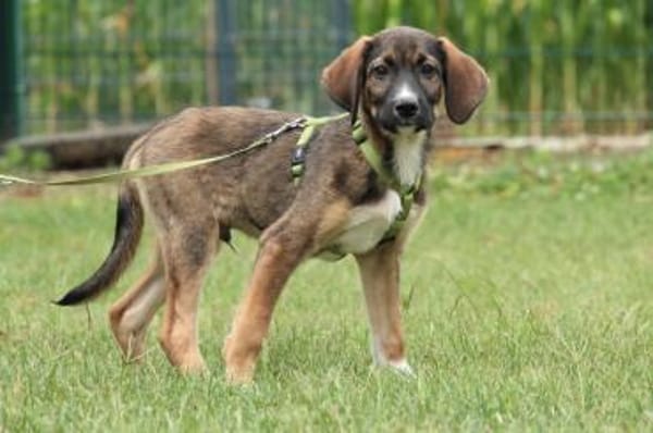 Chiko - auf der Suche nach Geborgenheit