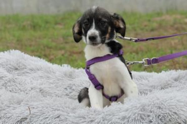 Maja sucht liebevolles zu Hause...