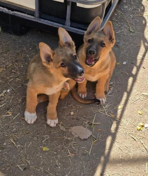 Fifi + Bondarel, Dreamteam sucht Familie