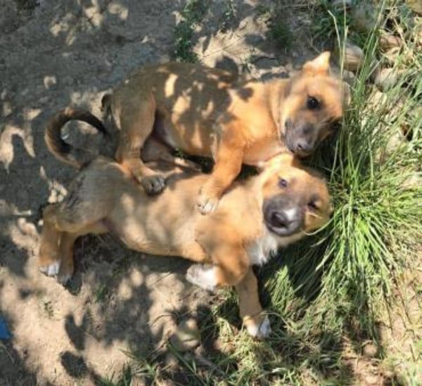 Fifi + Bondarel, Dreamteam sucht Familie