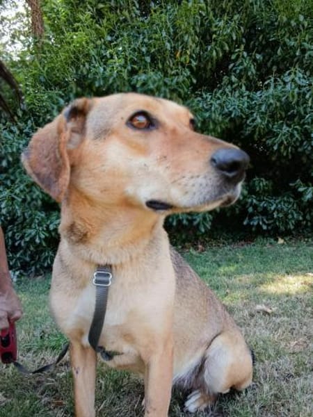 Fina, kleine Hundeseele voller Liebe