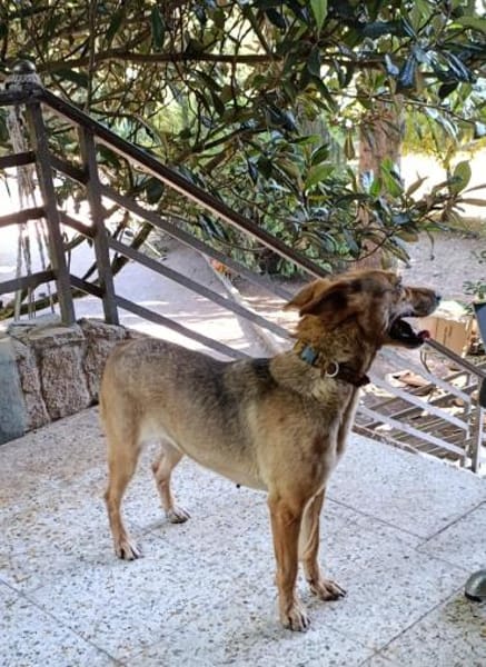 Fina, kleine Hundeseele voller Liebe
