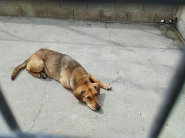 Fina, kleine Hundeseele voller Liebe