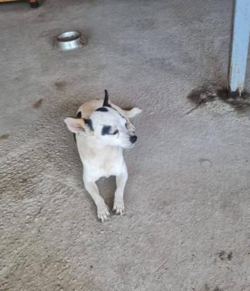 Kleine freundliche Chihuahua Hündin Amy