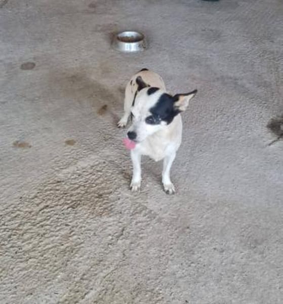 Kleine freundliche Chihuahua Hündin Amy