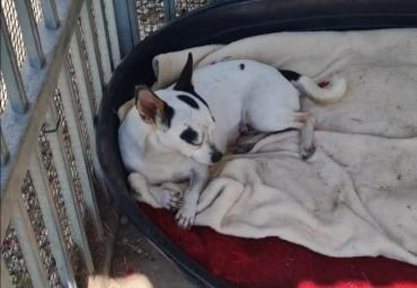 Kleine freundliche Chihuahua Hündin Amy