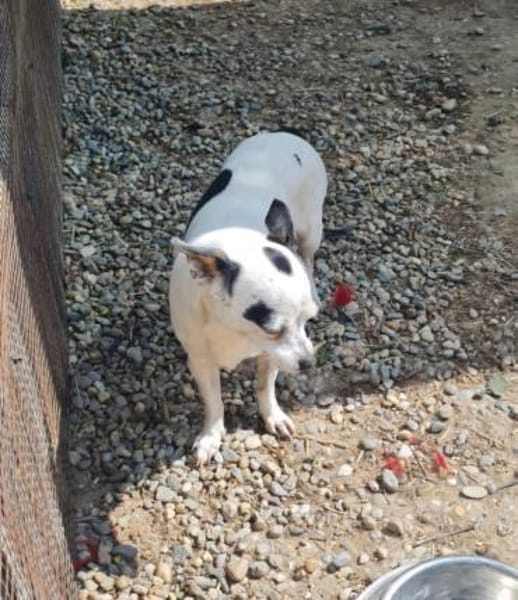 Kleine freundliche Chihuahua Hündin Amy