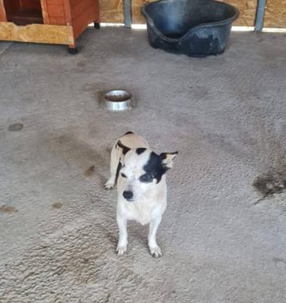 Kleine freundliche Chihuahua Hündin Amy